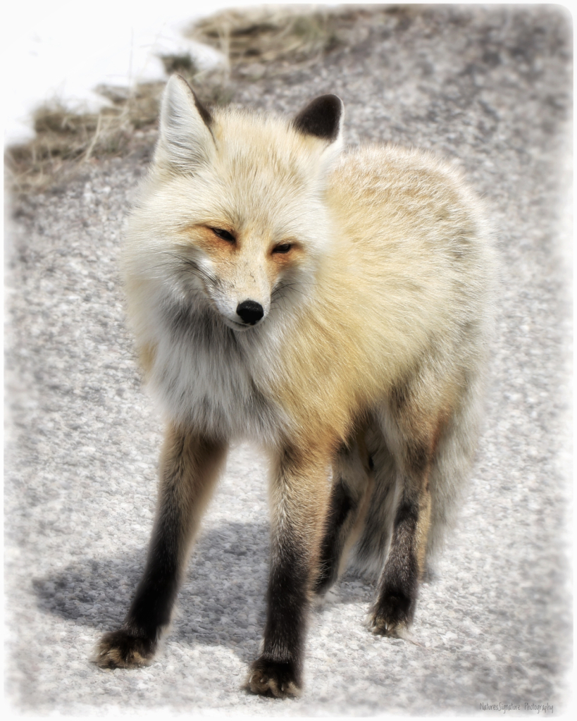 ~ Foxy Girl ~ - ID: 16067390 © Trudy L. Smuin