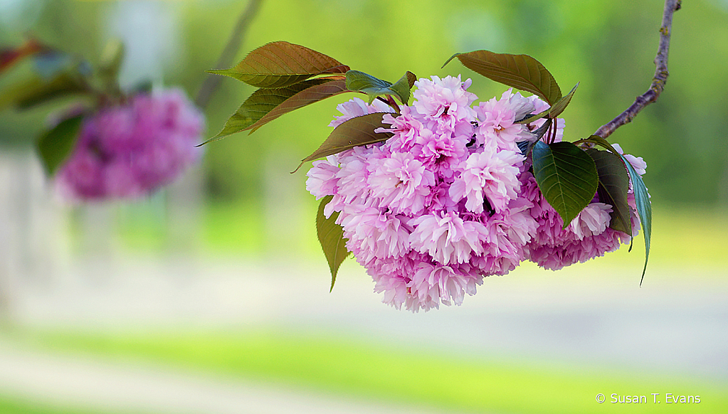 Cherry Blossoms for Mom