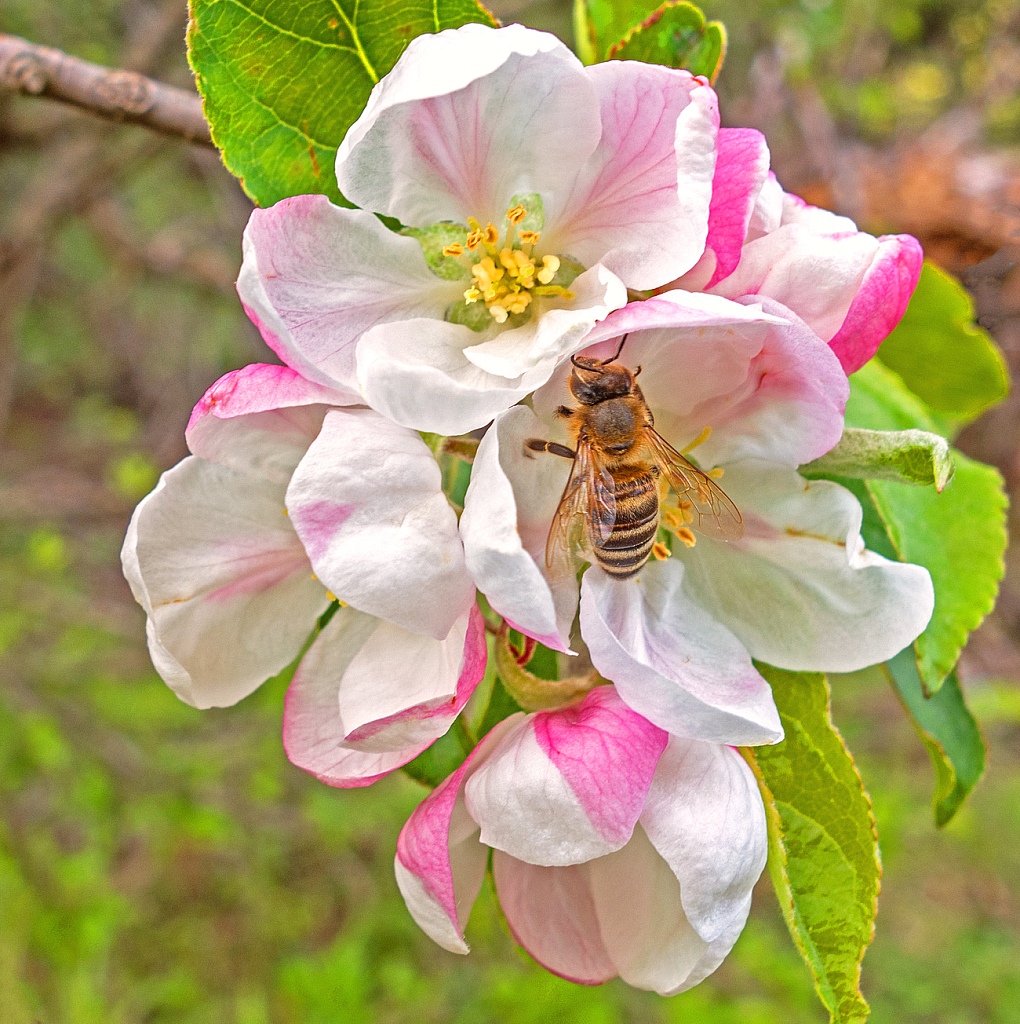 Wild Apple tree blossoms and Bee.