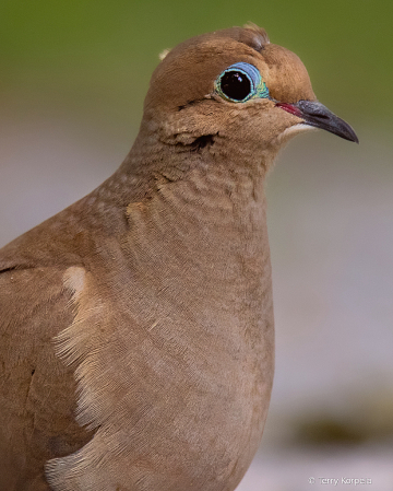Mourning Dove (head shot)
