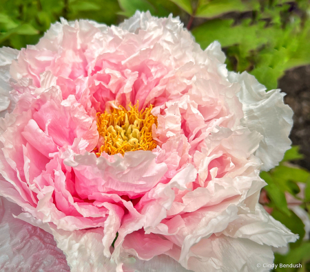 Pink Perfection