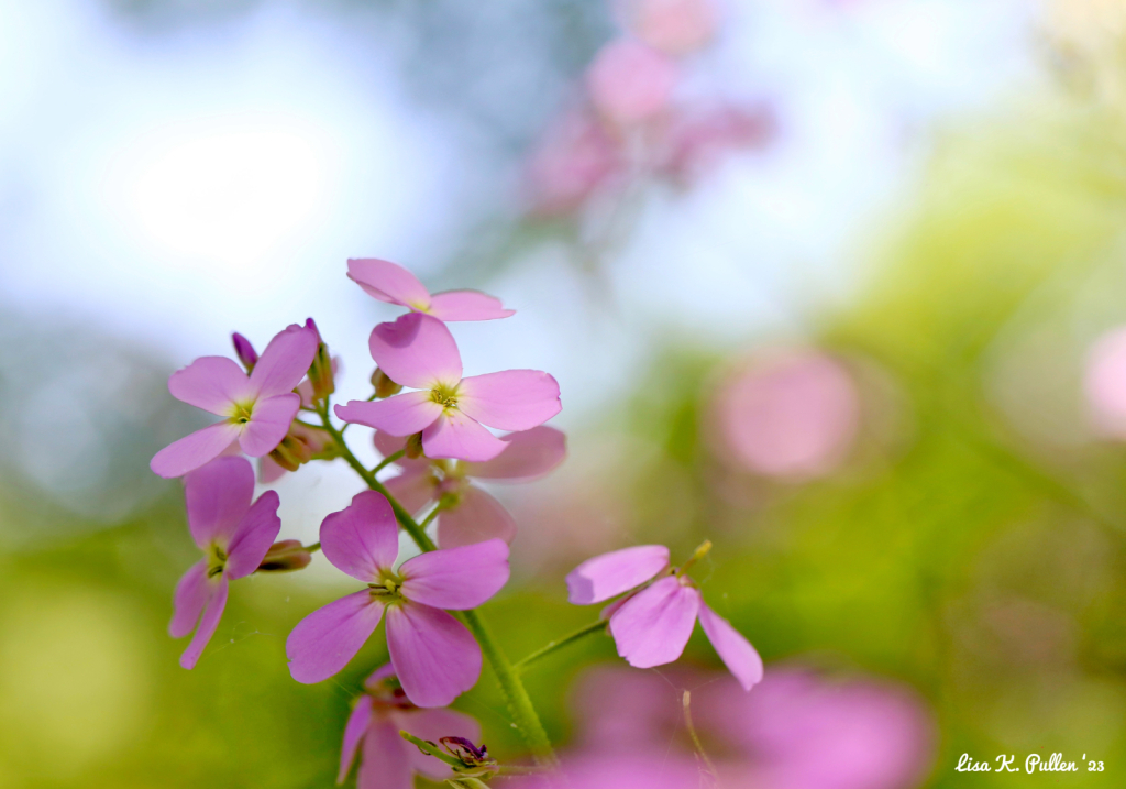 Pretty in Pink