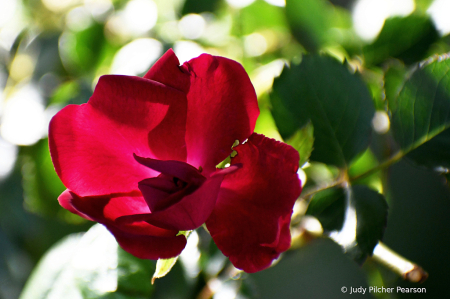 a simple garden rose....