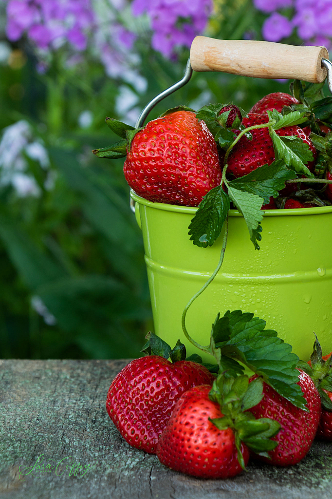 Strawberry Pickin'