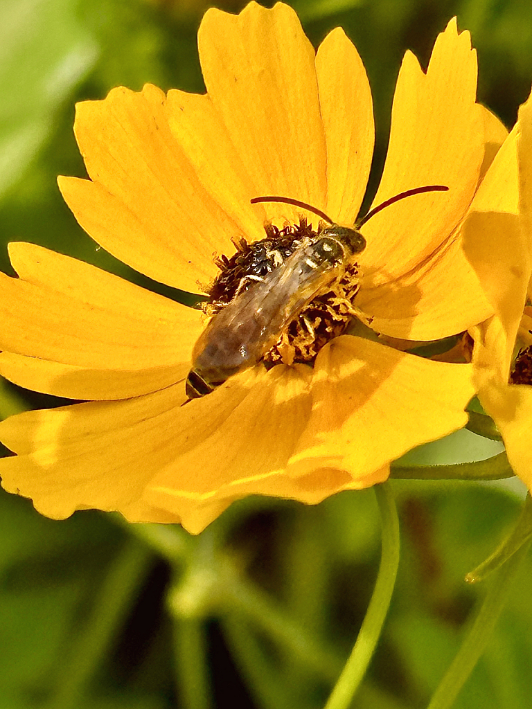 Long wings  - ID: 16067530 © Elizabeth A. Marker