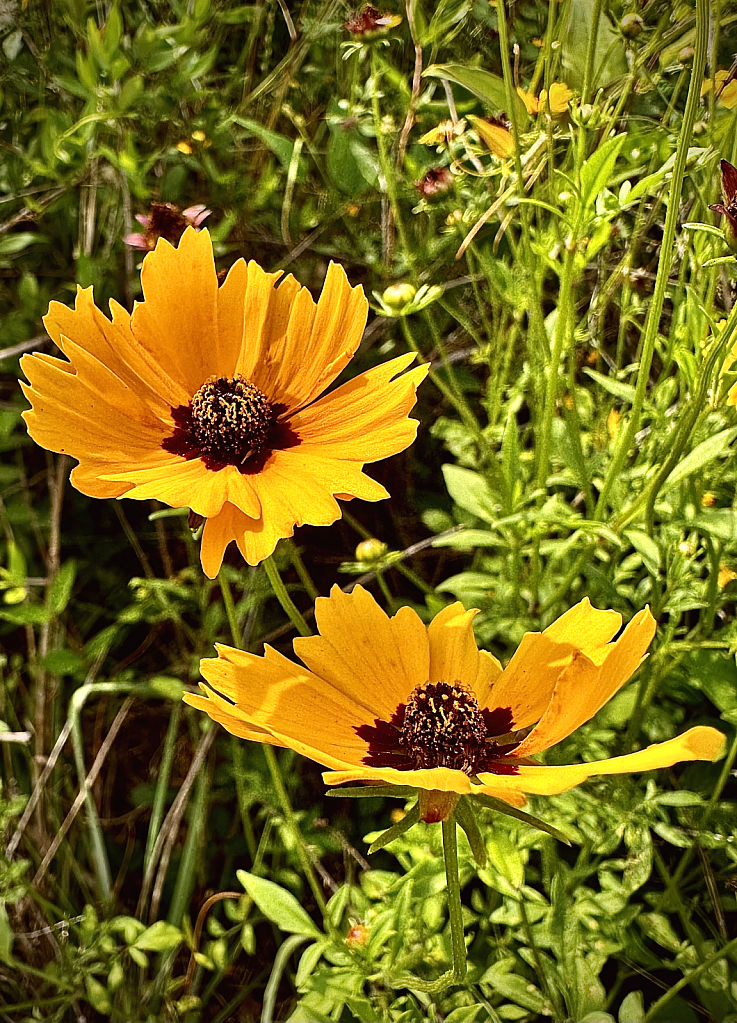 Beautiful golden pair