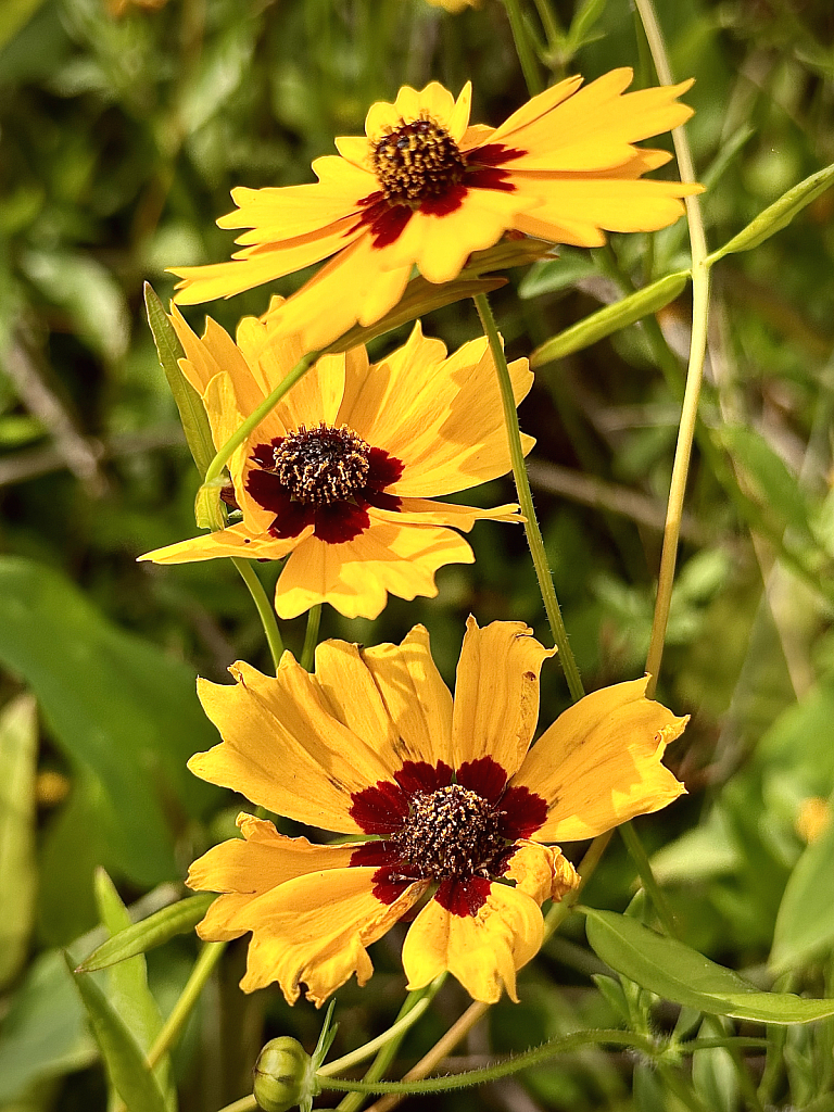 Three of a kind - ID: 16067532 © Elizabeth A. Marker