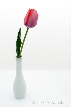 One - Tulip