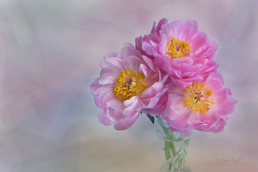 Coral Charm Peonies - ID: 16067576 © Carol Eade