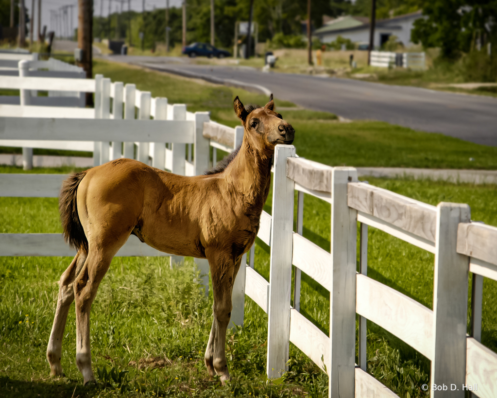 Don't Fence Me In