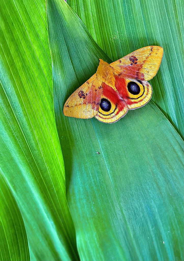 Hidden beauty  - ID: 16067542 © Elizabeth A. Marker