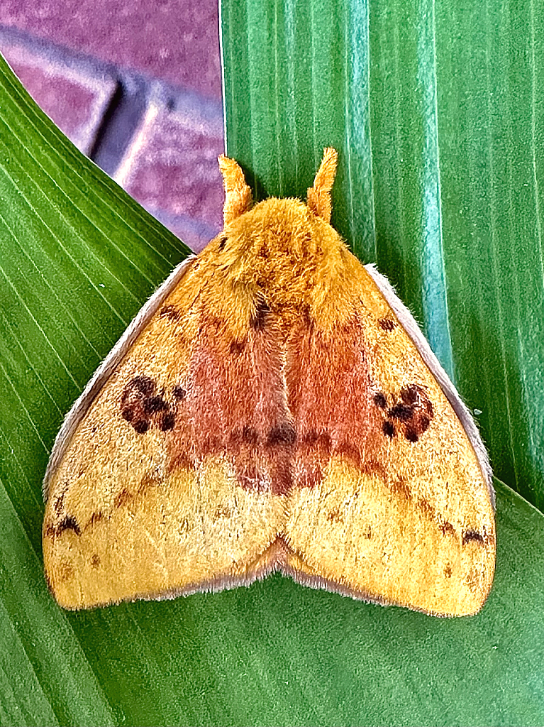 Io moth/ peacock moth - ID: 16067543 © Elizabeth A. Marker