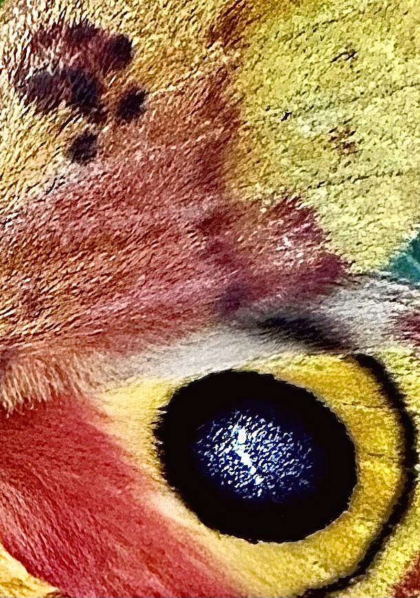 Io moth wing