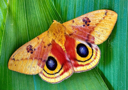 The beauty of a Io moth 