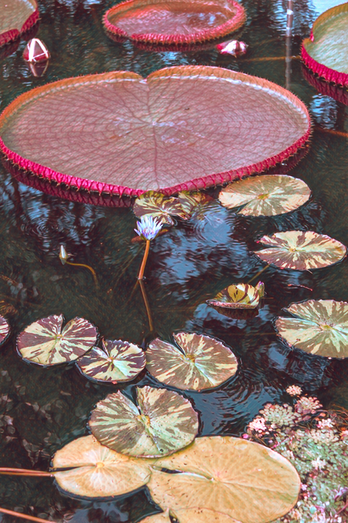 Lily Pads