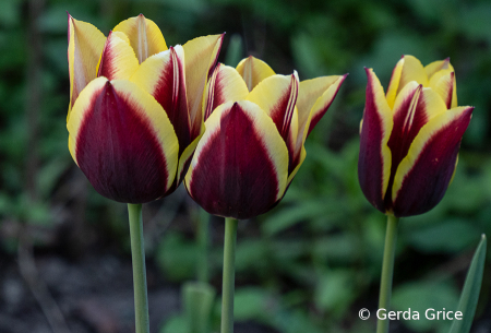 Tulip Threesome
