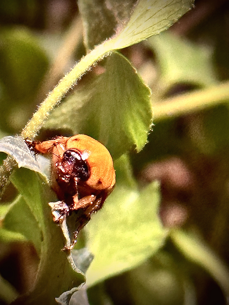Brown beetle  - ID: 16068005 © Elizabeth A. Marker