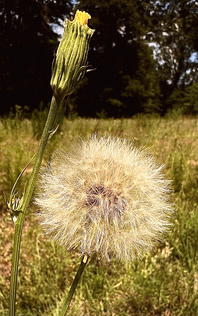 Giant dandelion  - ID: 16068008 © Elizabeth A. Marker