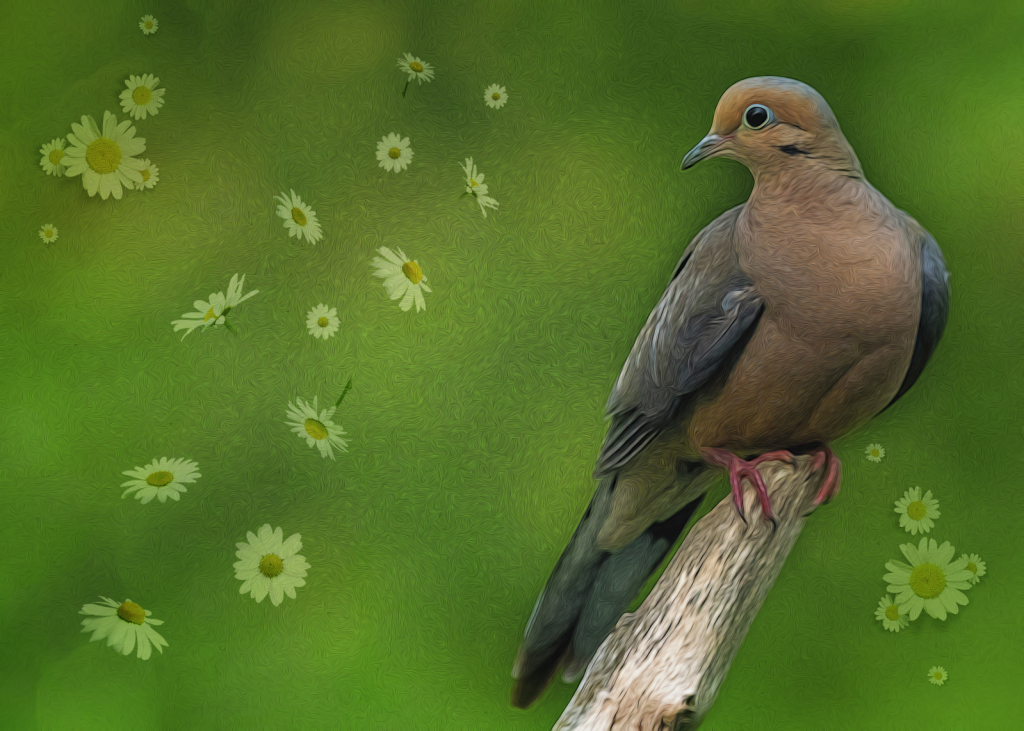 Daisies And A Dove