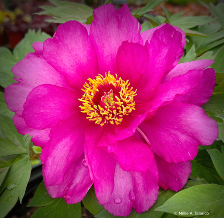 Pink Peony