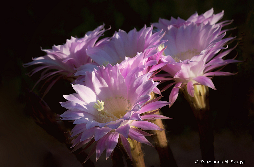 Echinopsis tubiflora