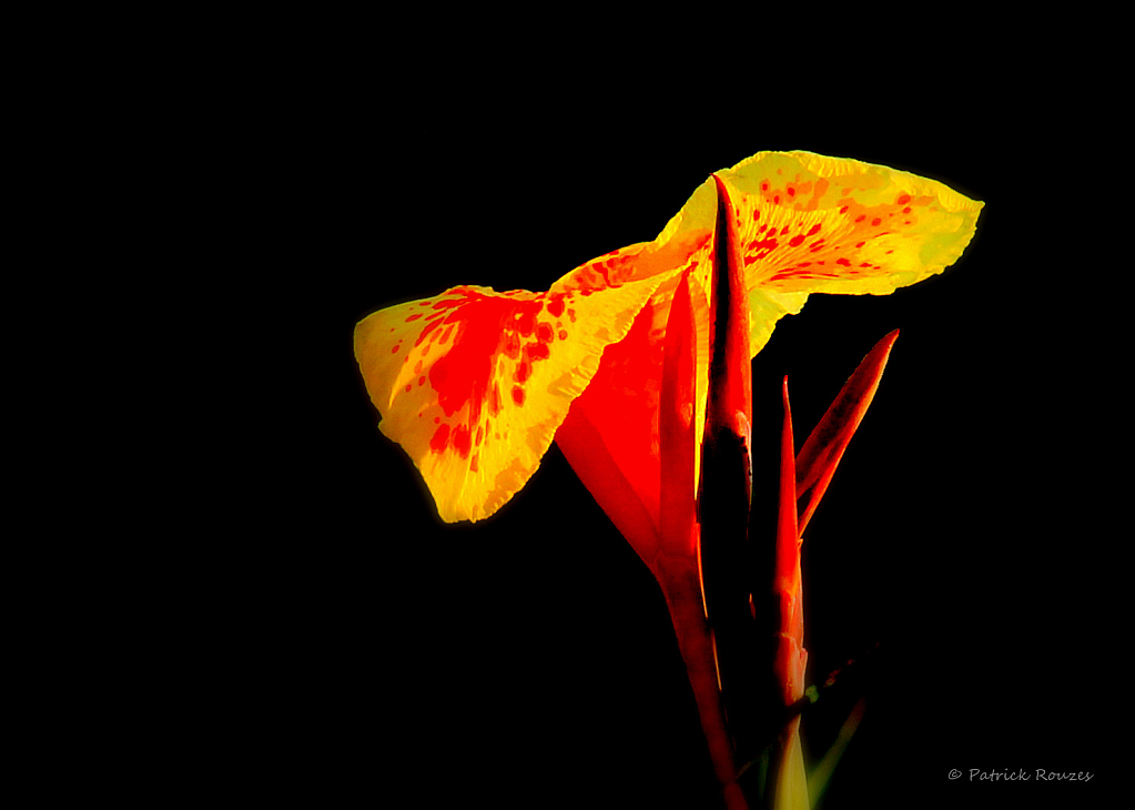 Canna Lilly 