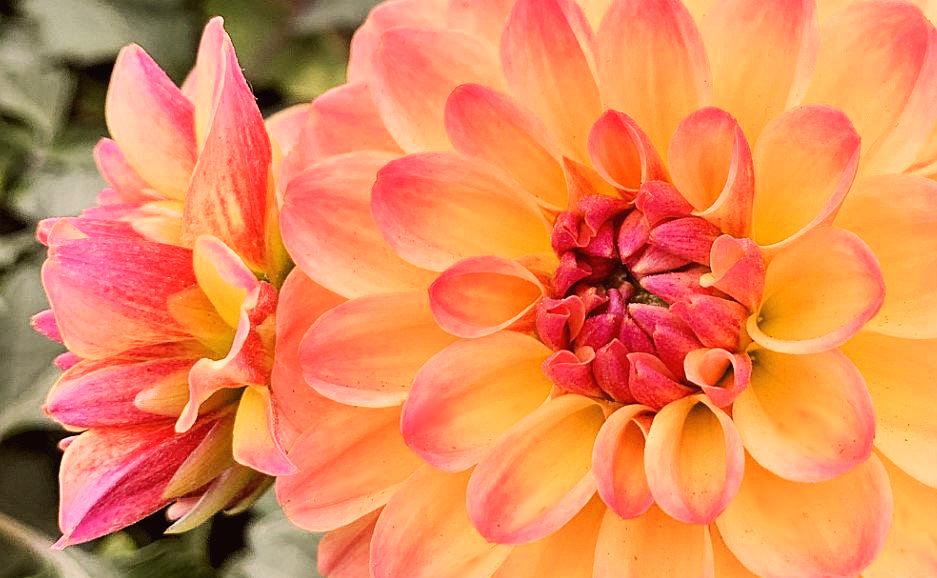 bi-color dahlias