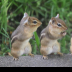 © Theresa Marie Jones PhotoID # 16067988: Who ate the most?