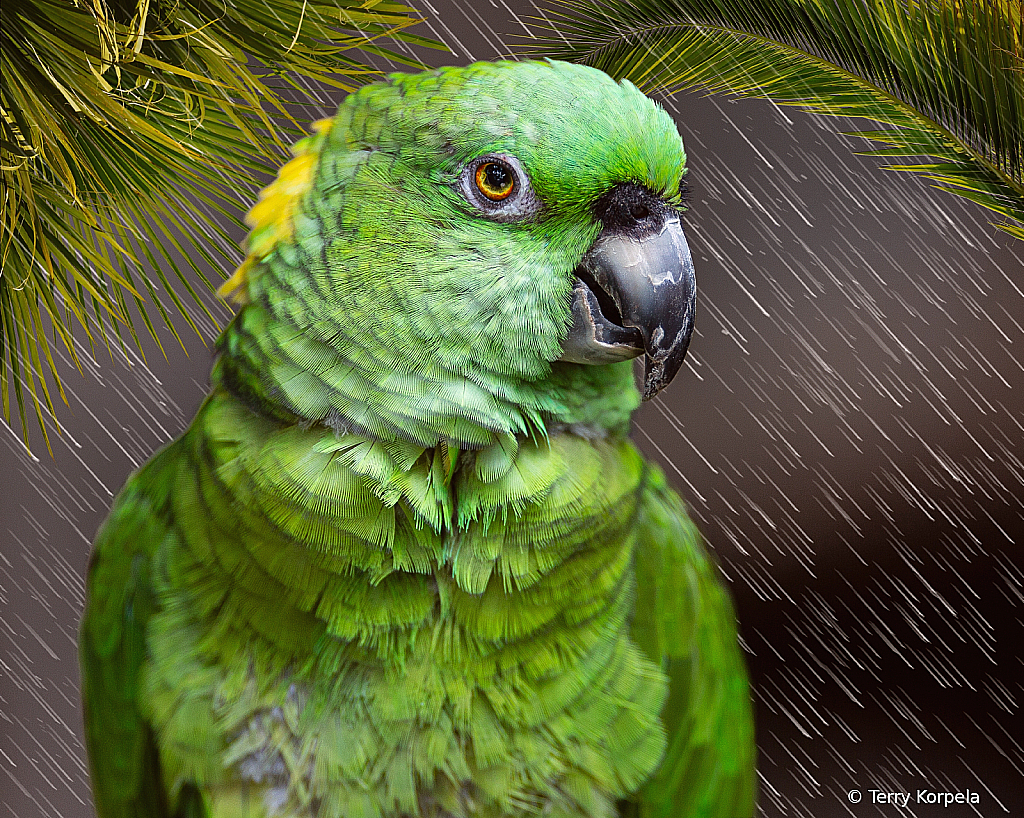 Yellow Napped Amazon - ID: 16068038 © Terry Korpela