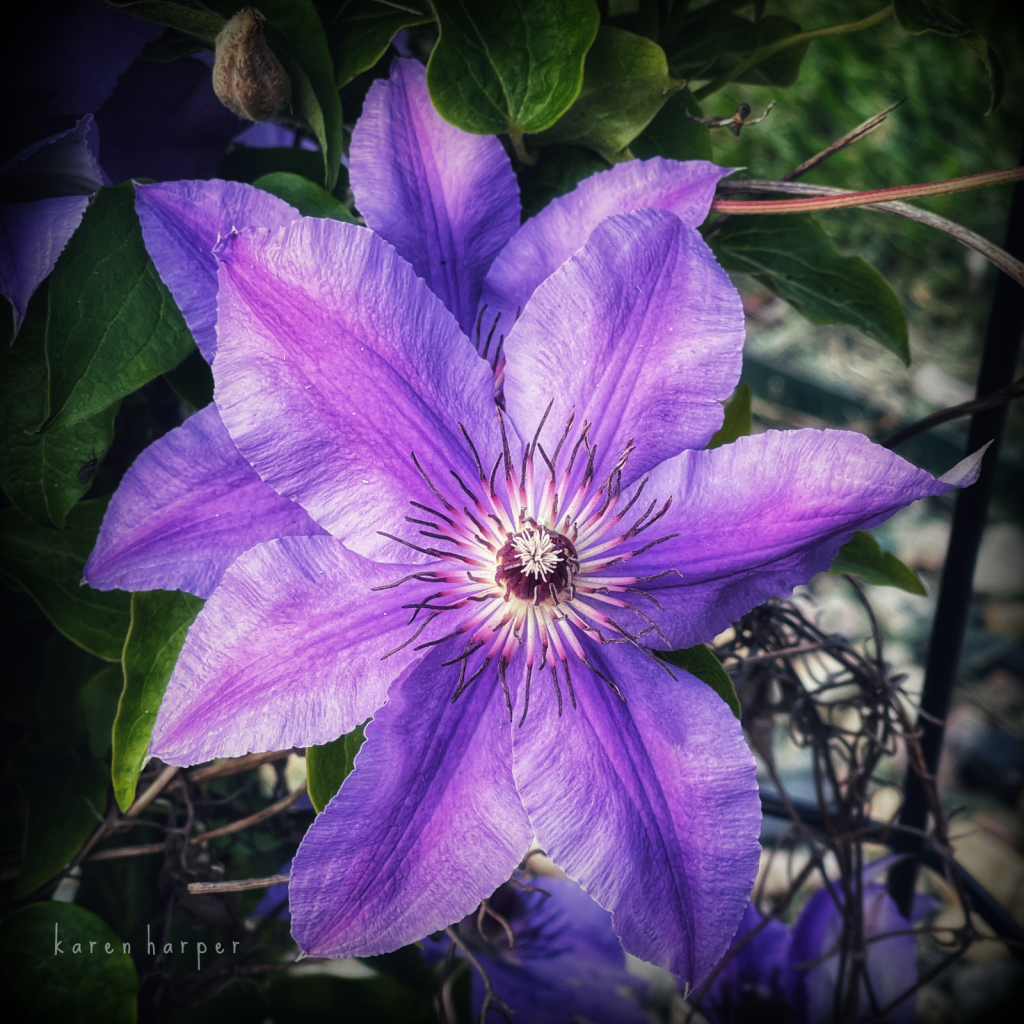 Purple Clematis