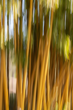 Bamboo at the Zoo