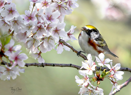 Chestnut-sided Warbler