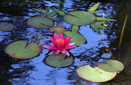 Dark pink water lily over blue waters