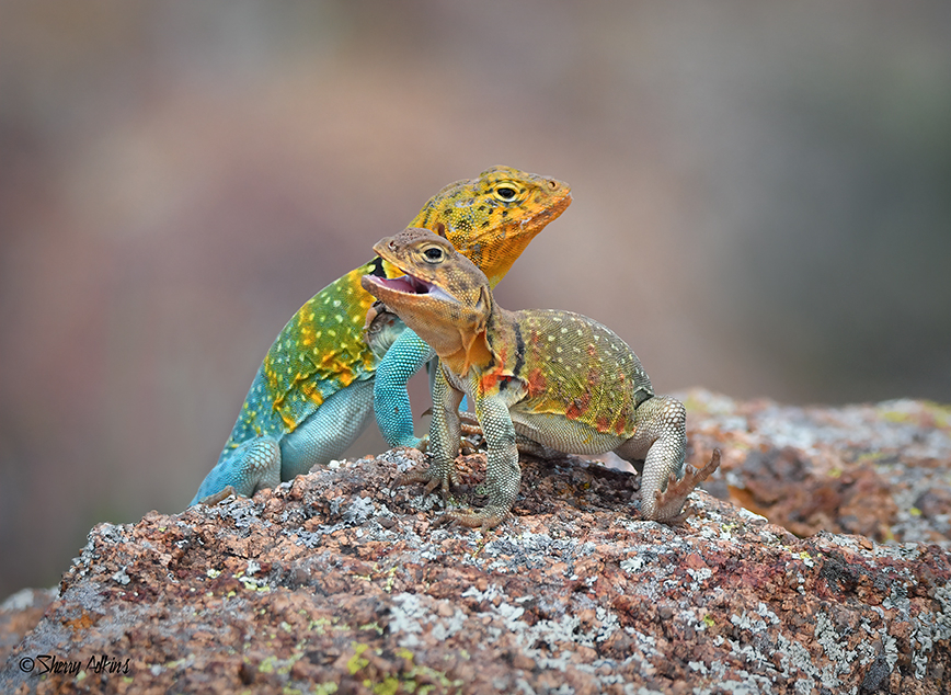Collared Lizards - ID: 16068242 © Sherry Karr Adkins