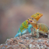 2Collared Lizards - ID: 16068242 © Sherry Karr Adkins