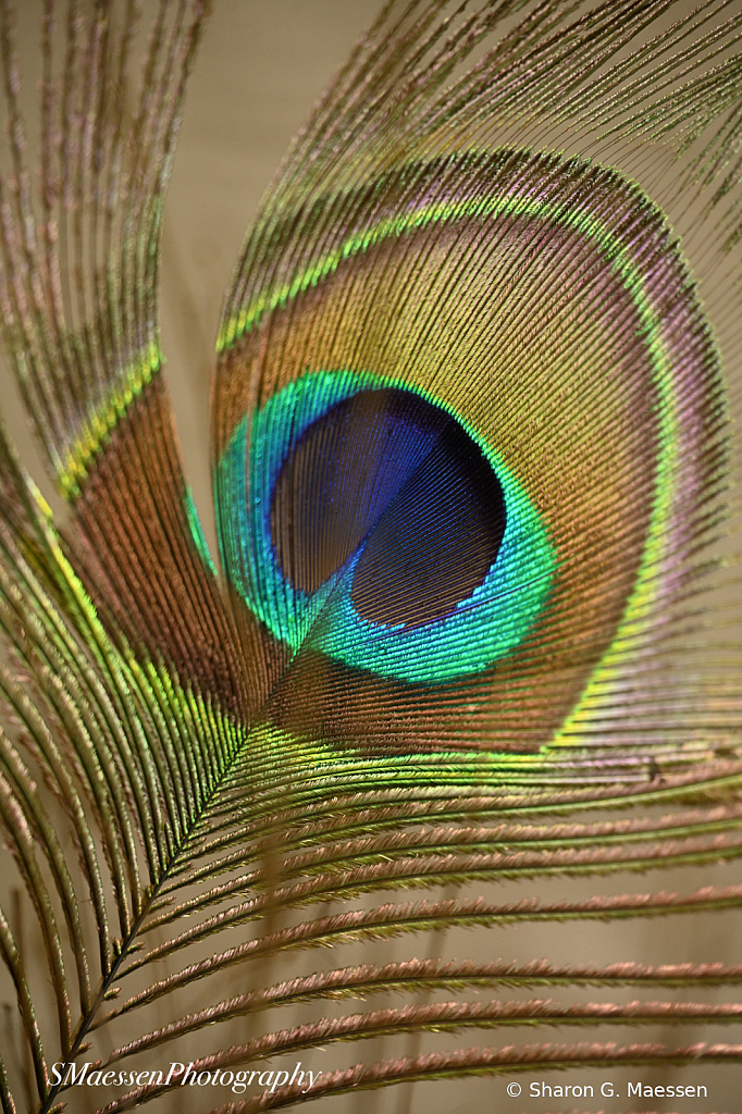 The Eye Of A Peacock Feather