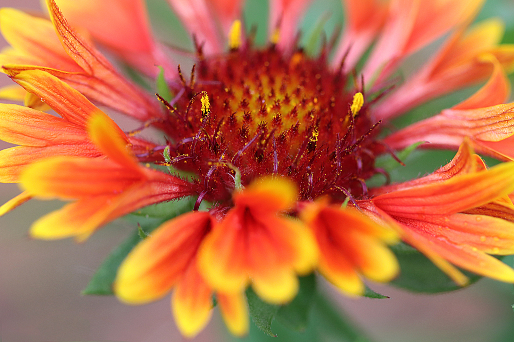 Blanket Flower