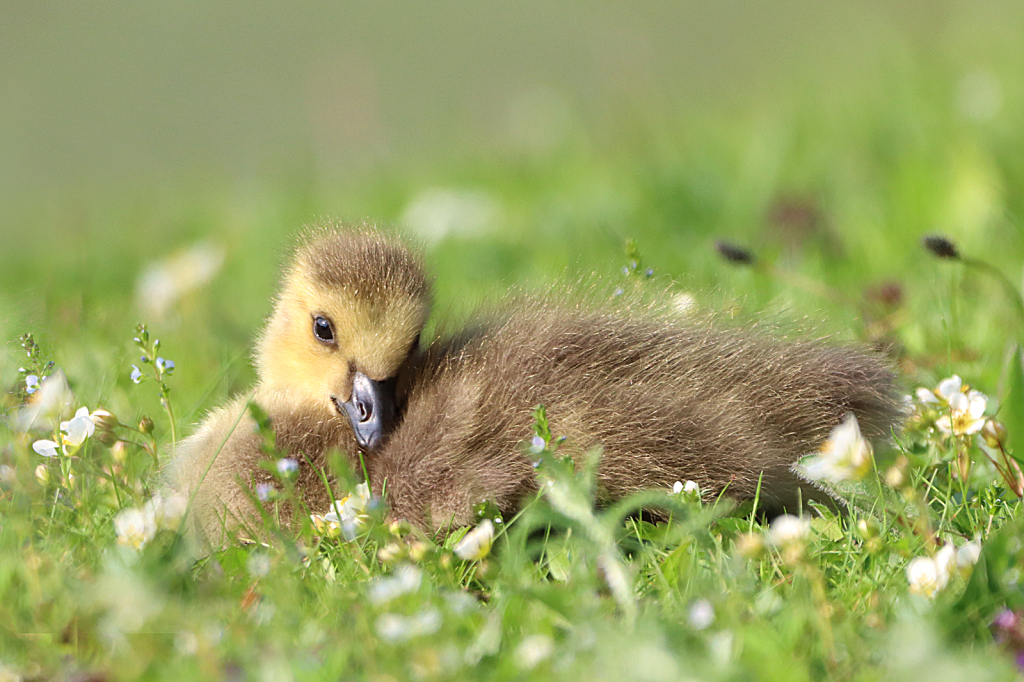 Gosling 2