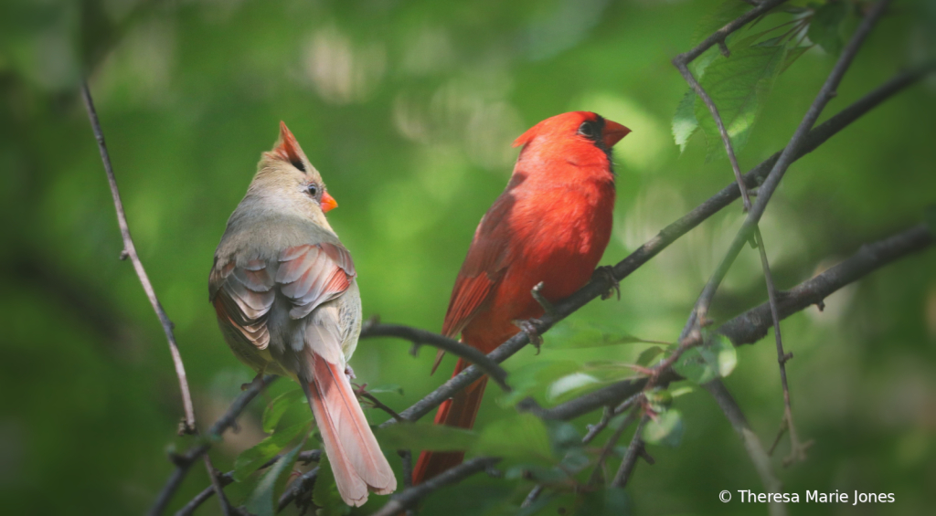 Mr. and Mrs. Cardinal - ID: 16068460 © Theresa Marie Jones
