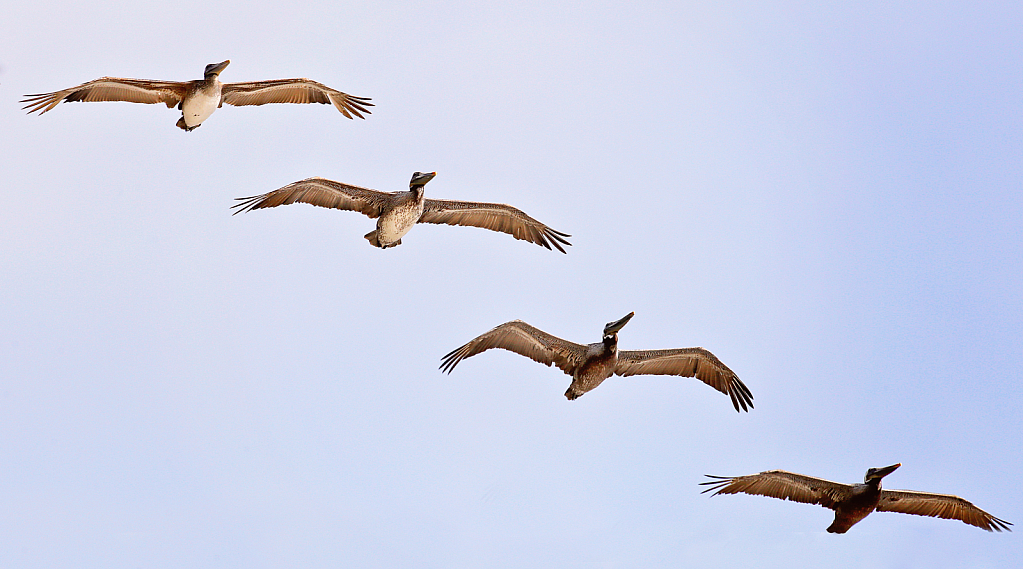 Flight Pattern