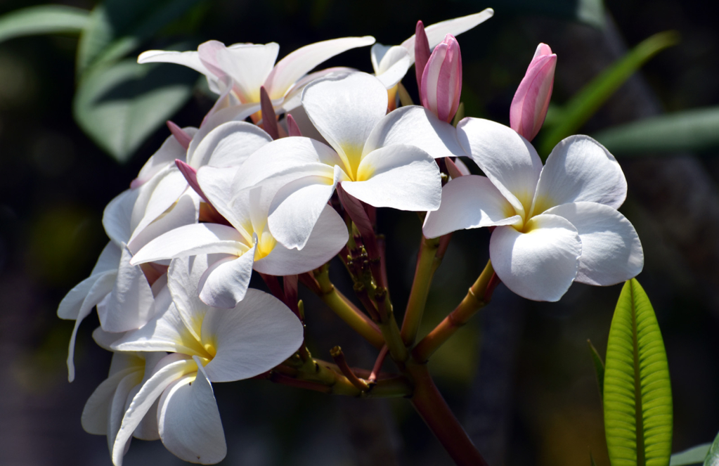 DELICATE WHITE FLOWERS