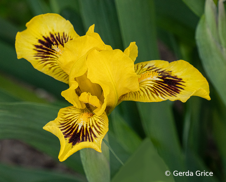 Yellow Iris