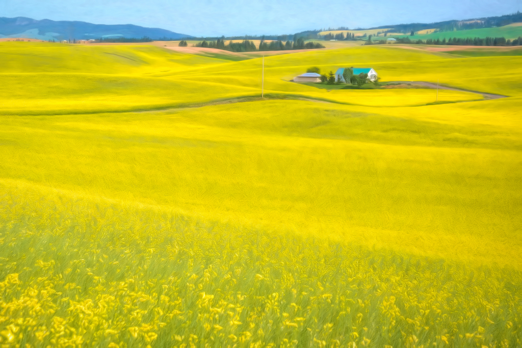 Canola On The Palouse