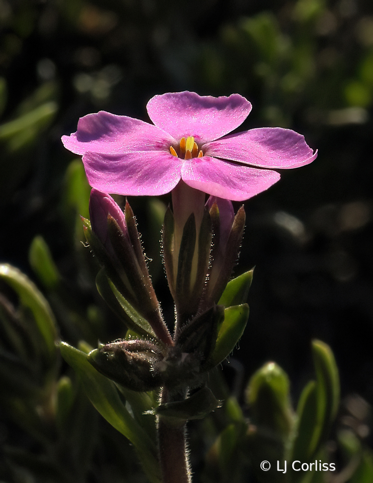 little pink