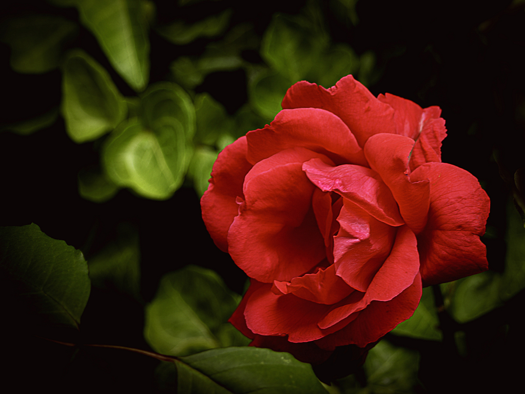 Red on a Rose