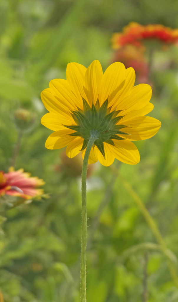 Queen Of The Wildflowers