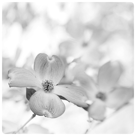 Dogwood in Black and White