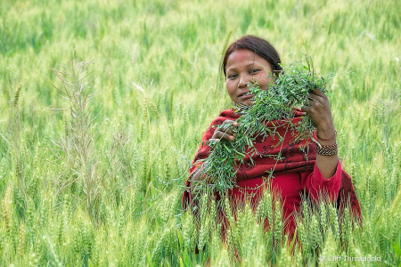 Harvesting