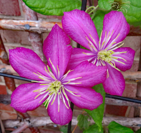 A Pretty Pair Of Climbers