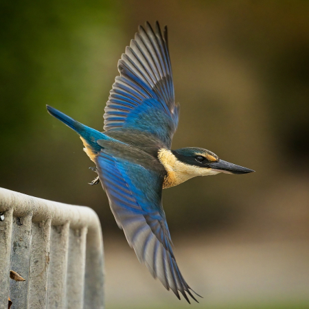 Taking off (Sacred Kotare)